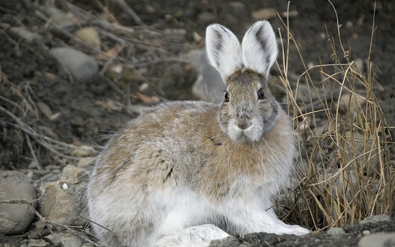 Snowshoe hare: A combination of stealth, speed | Coeur d'Alene Press